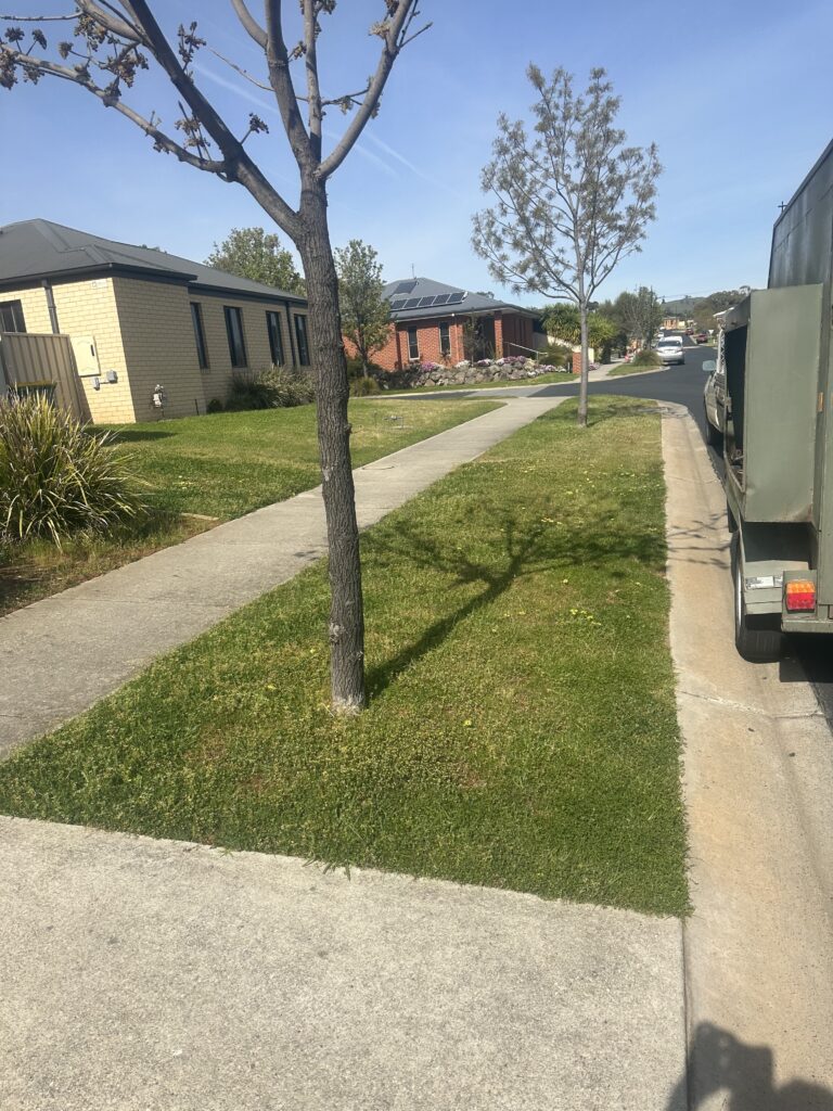 Front yard before lawn mowing – overgrown grass in Wodonga residential area