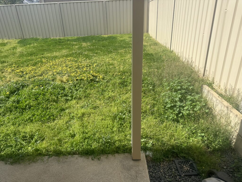 Backyard before mowing – tall grass and yellow weeds in Wodonga home