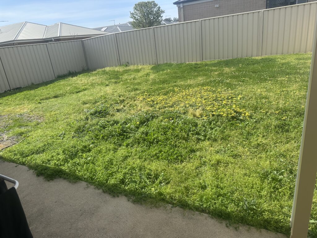 Overgrown backyard lawn before service – Wodonga Victoria cleaning and mowing job